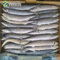 Frozen Pacific Saury 1#  2# Size Taiwan Origin Cololabis Saira on offer